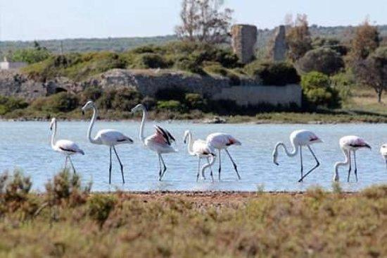 Nature reserve Salina dei Monaci